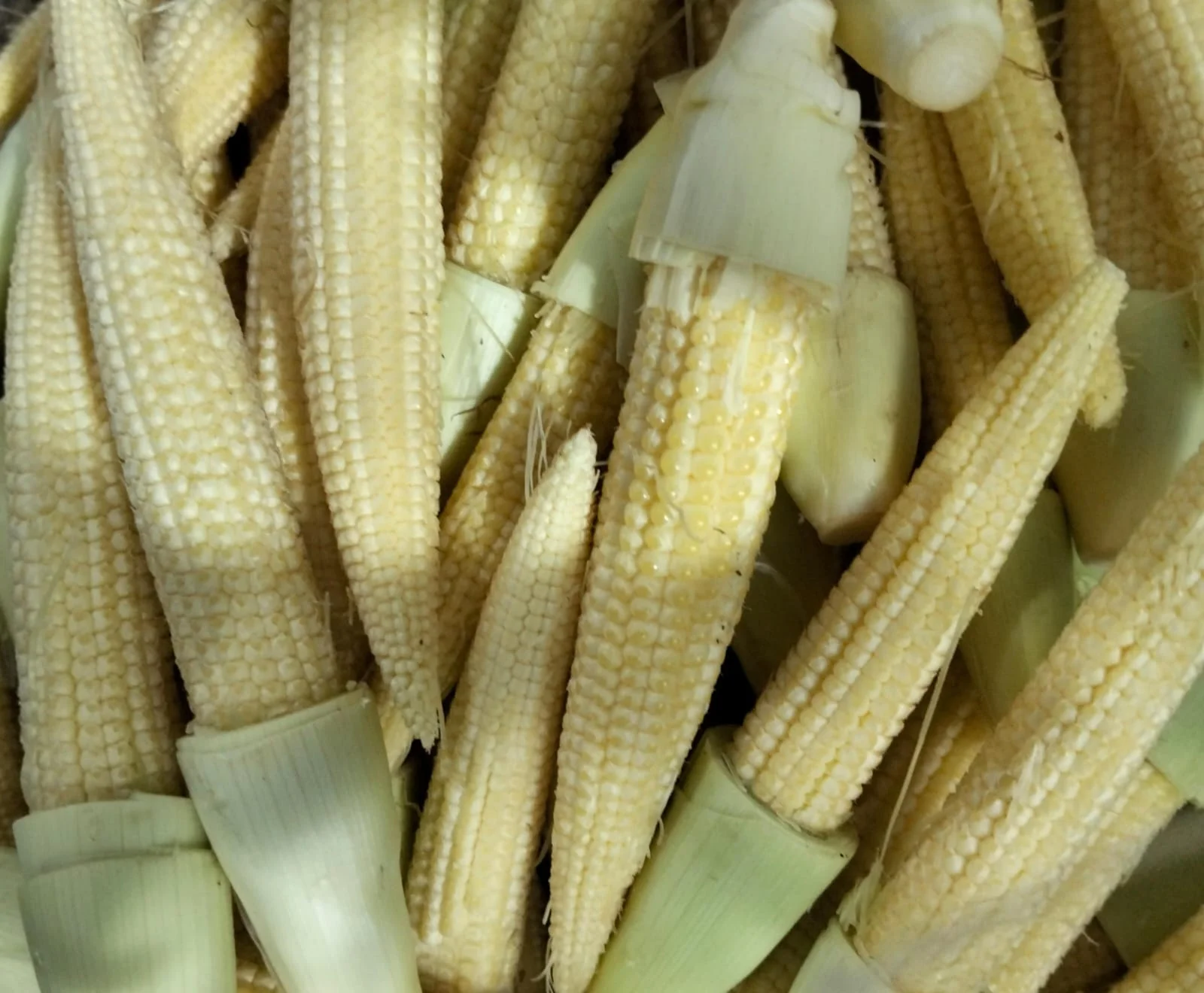 Jagung Putren