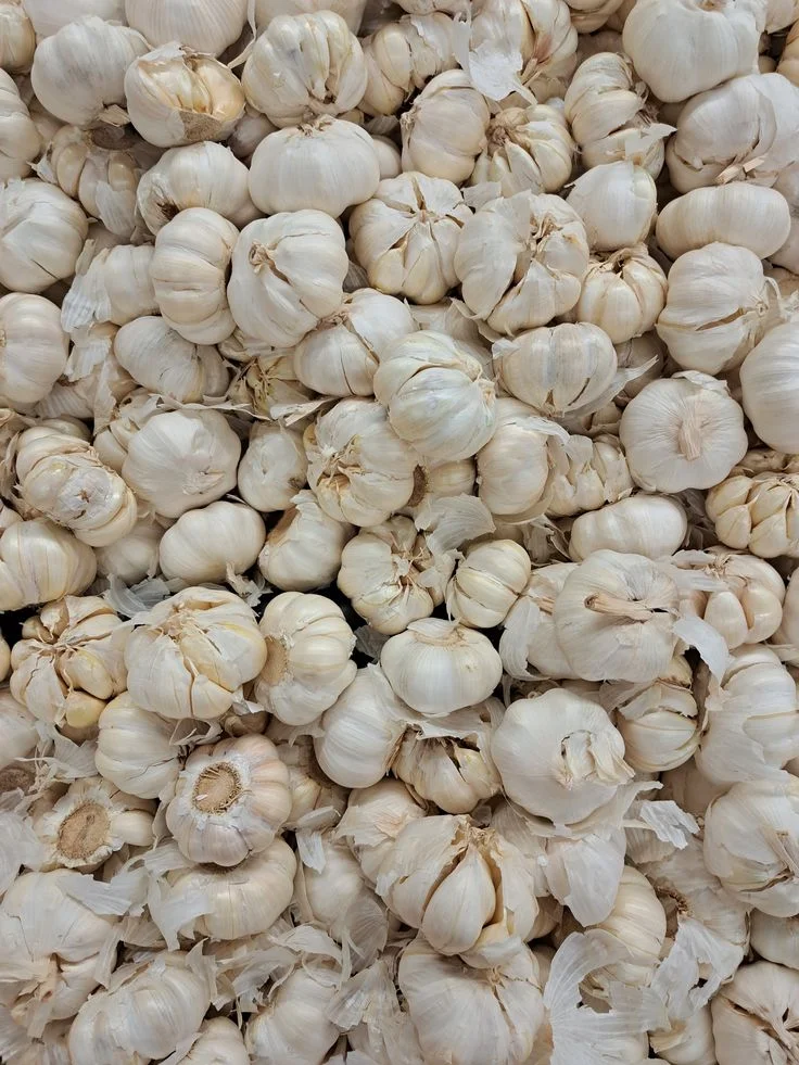 Bawang Putih